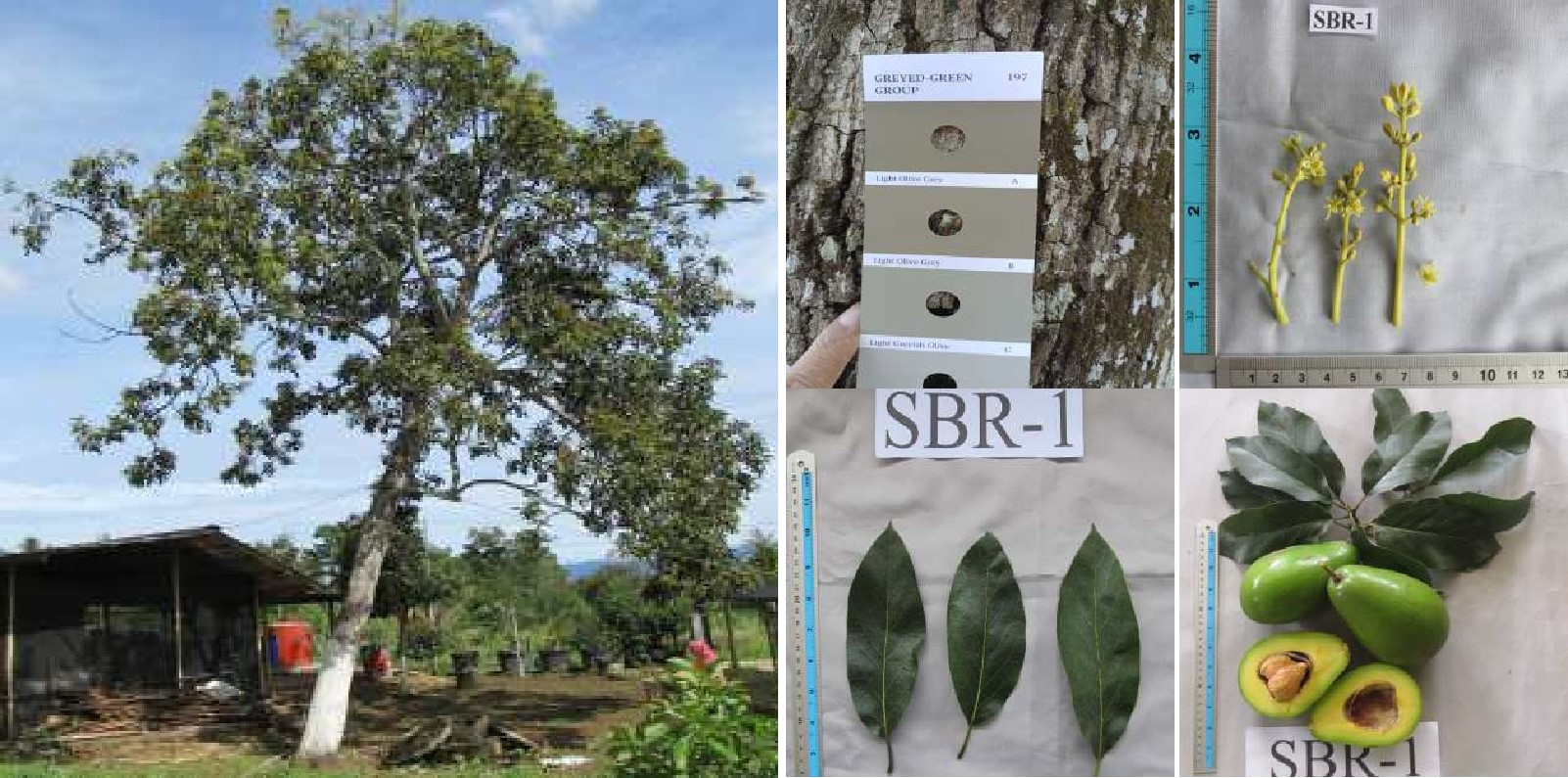 Alpukat-SBR1.jpg