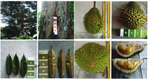 Durian Kunir Rempeg