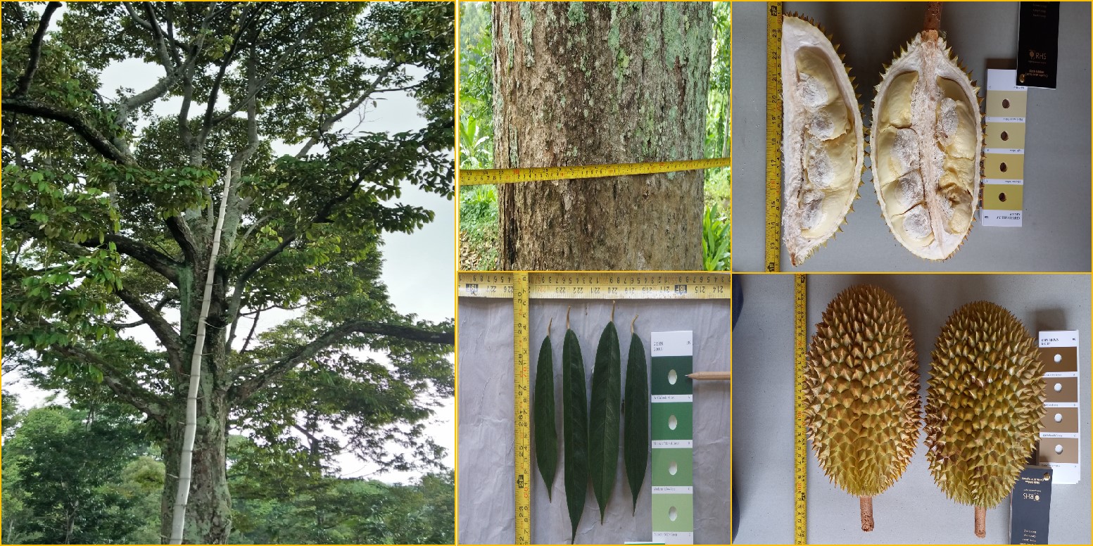 Durian-KASMIN-KRONTO-1-1.jpg