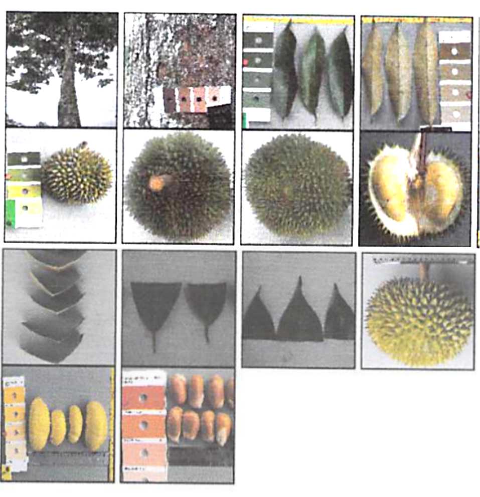 Durian-Kembang-Lamajang-1.jpg