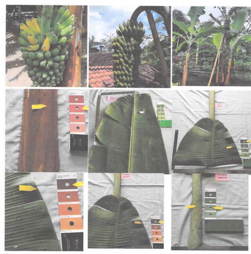 Pisang-Pakak-Kresek-Majang.jpg