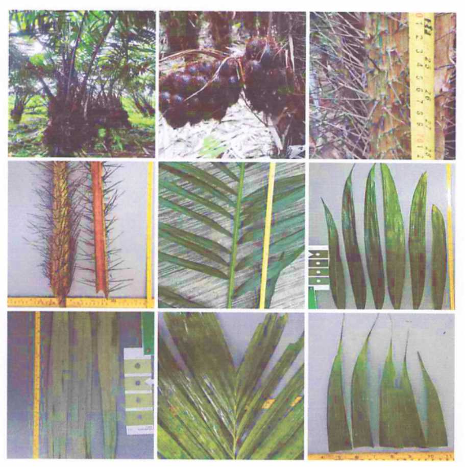 Salak-Jiwolu.jpg