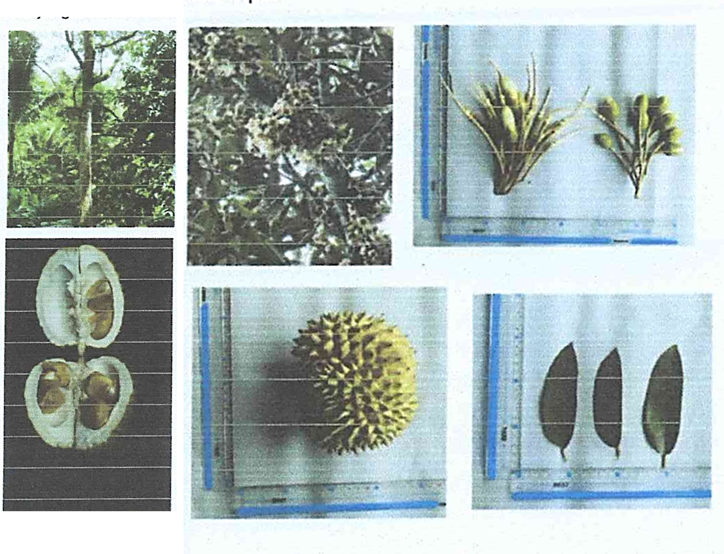 Durian-Kunyit.jpg