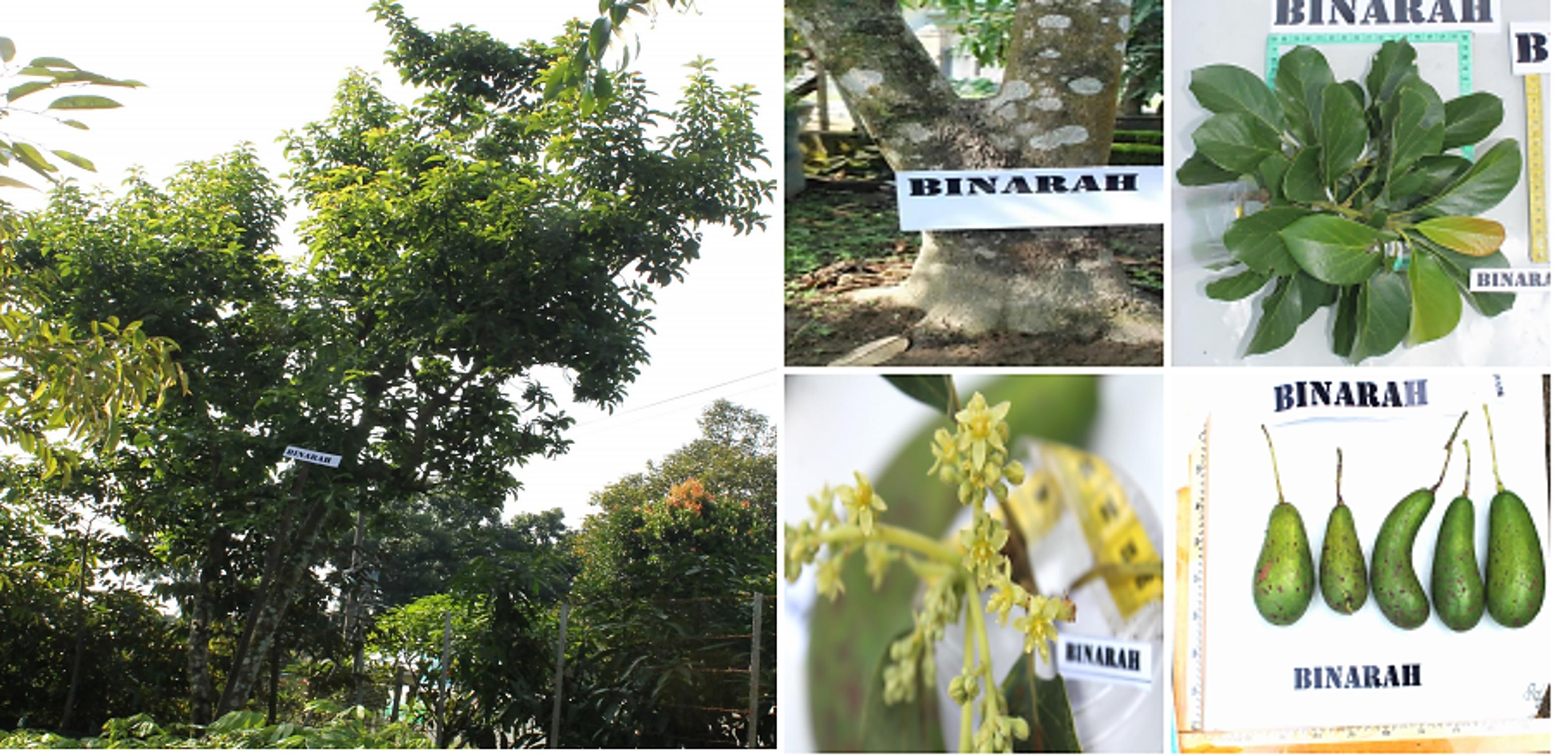 Alpukat-Binarah.png
