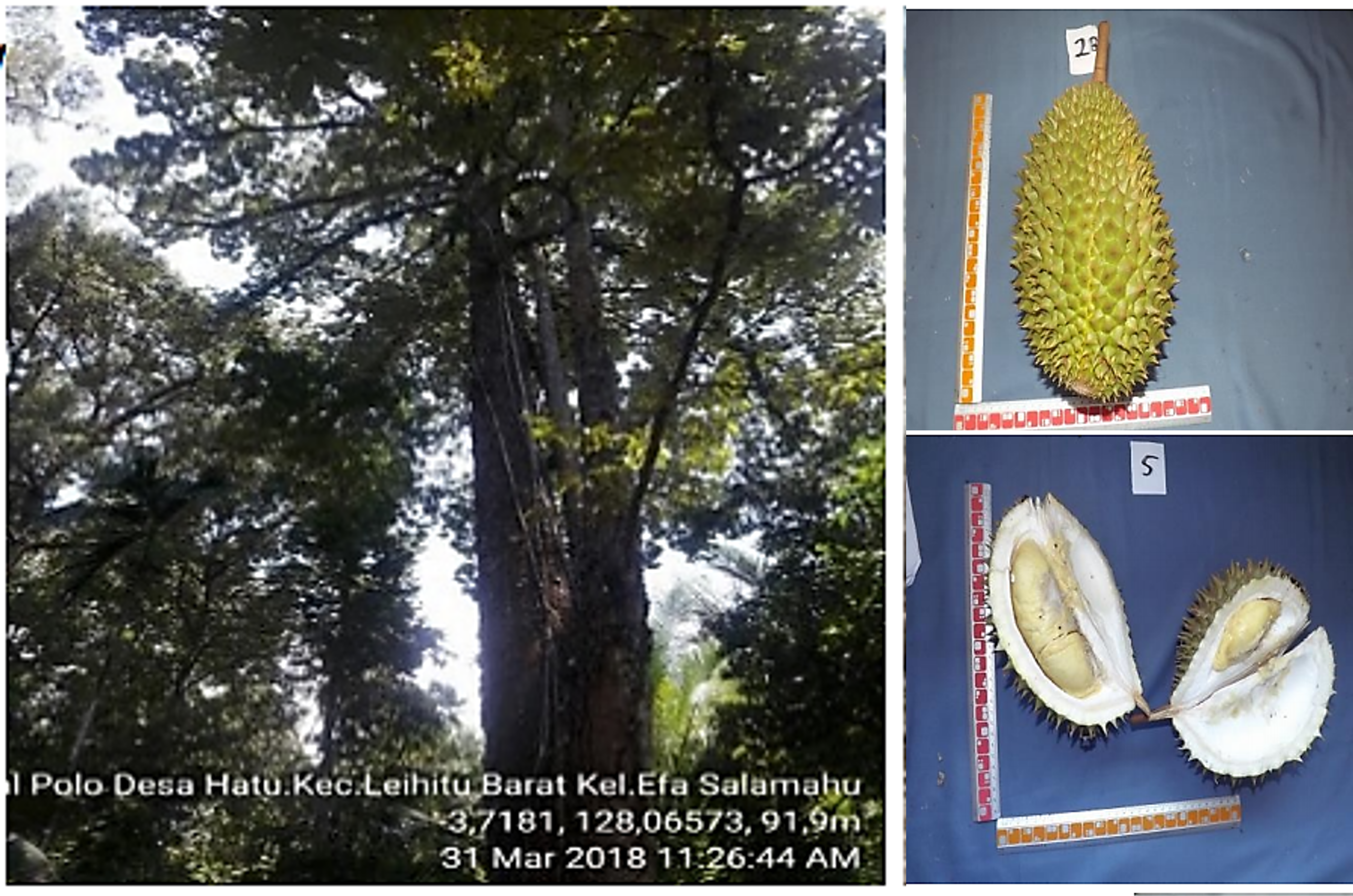 Durian-Bantal-Polo.png