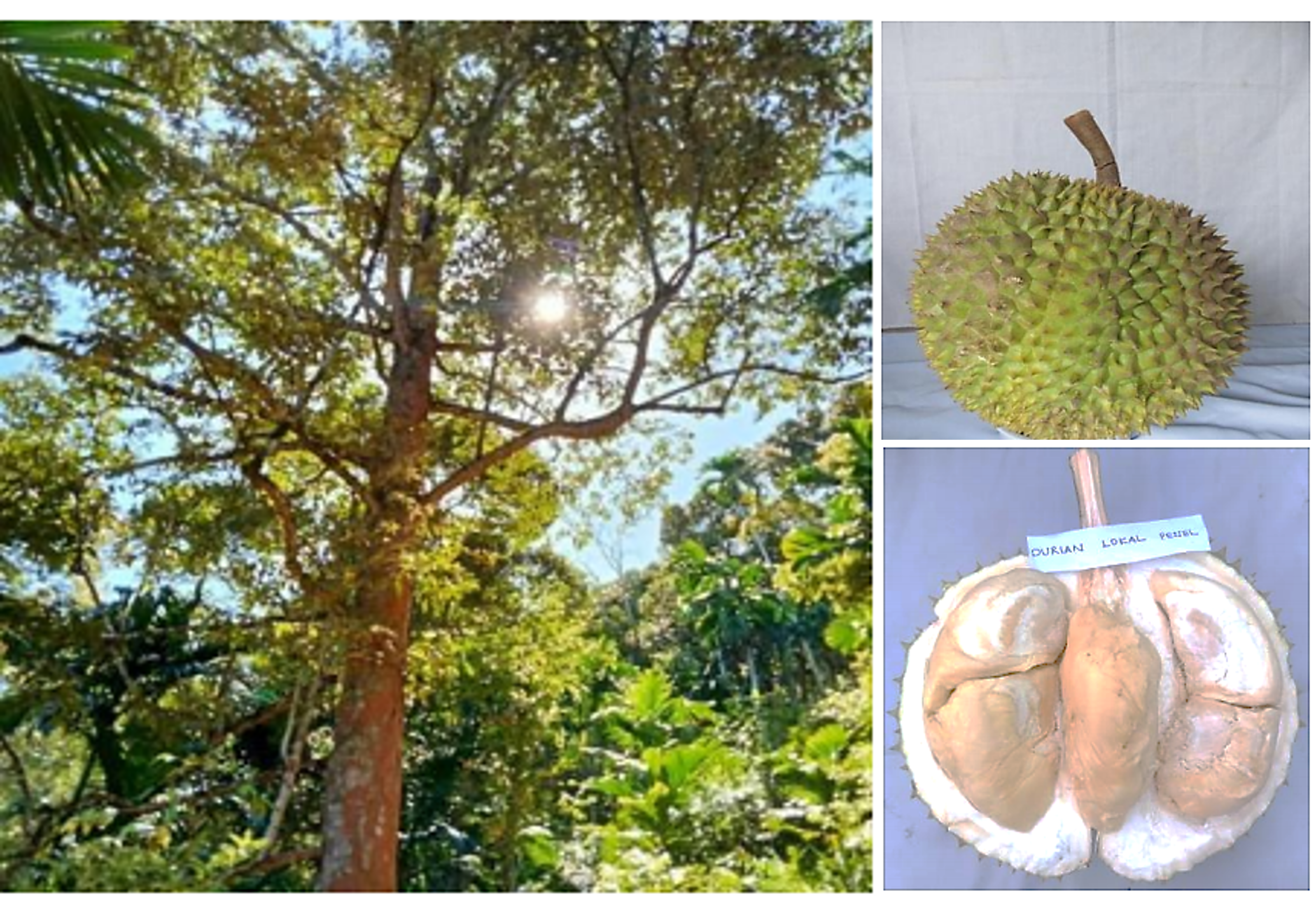 Durian-Ponger.png