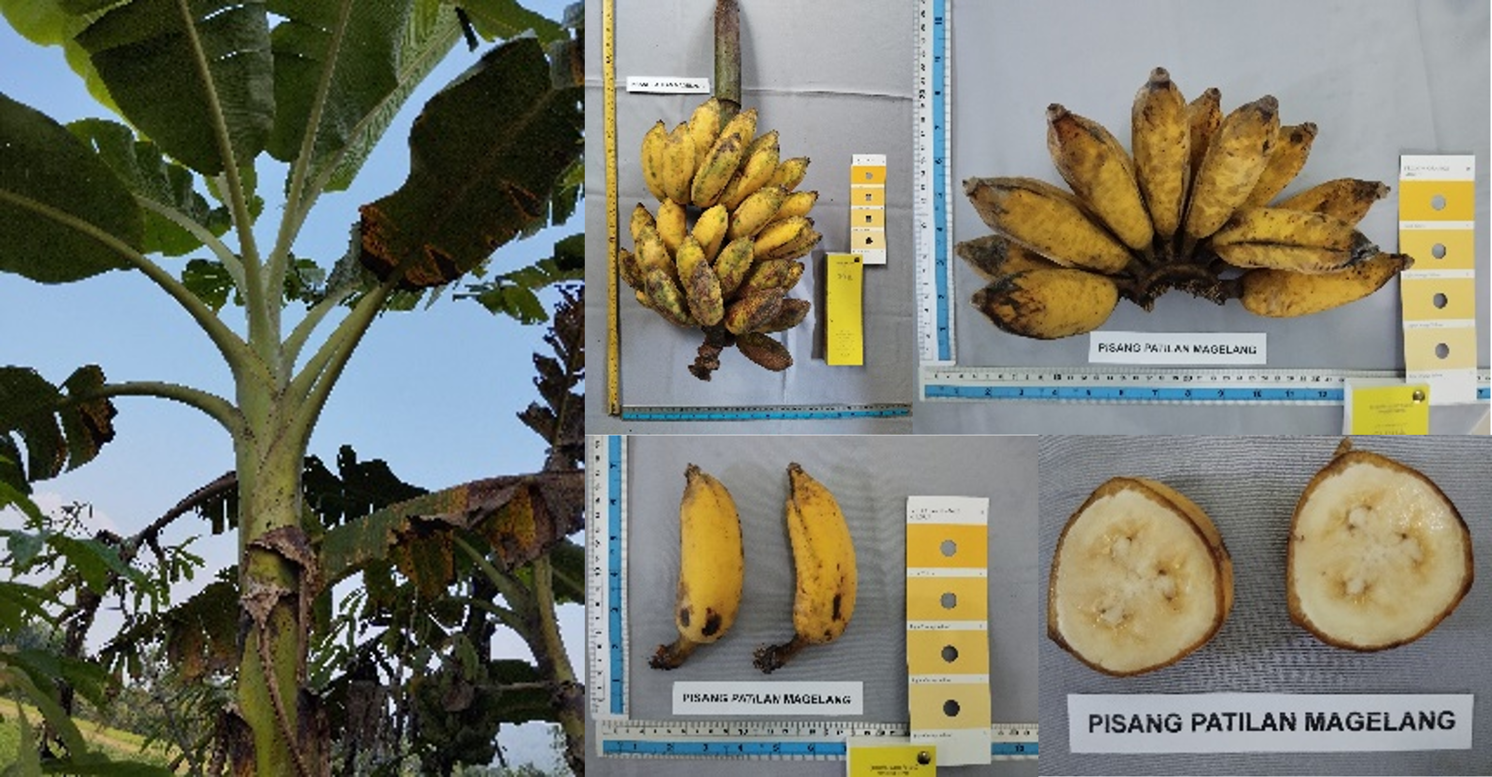 Pisang-Patilan-Magelang1.png
