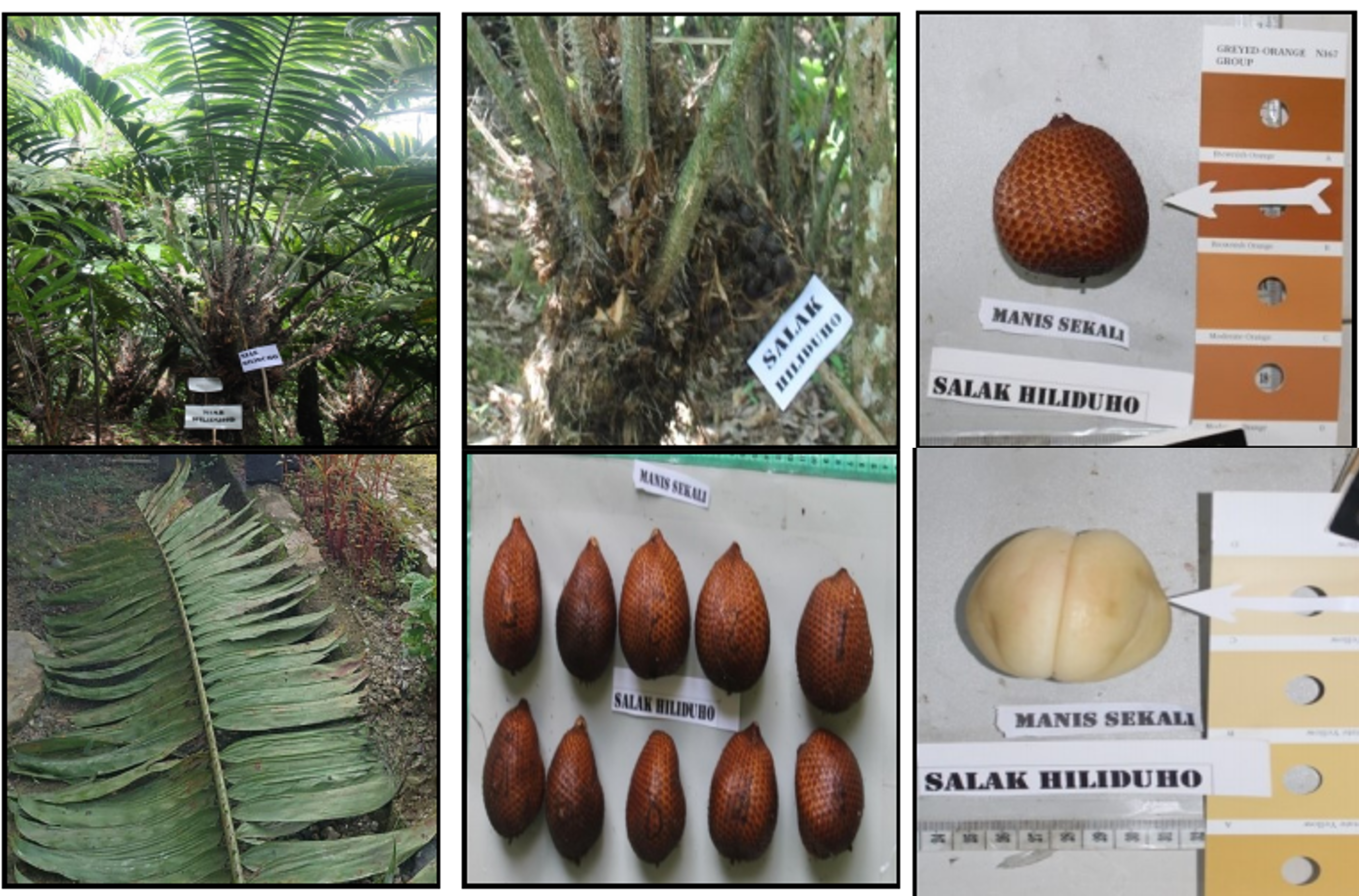 Salak-Nias-Hiliduho.png