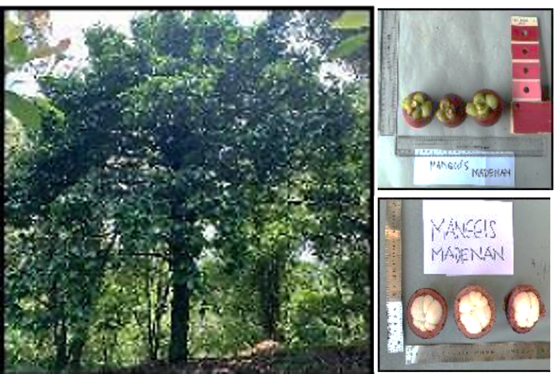 Manggis-Madenan.jpg