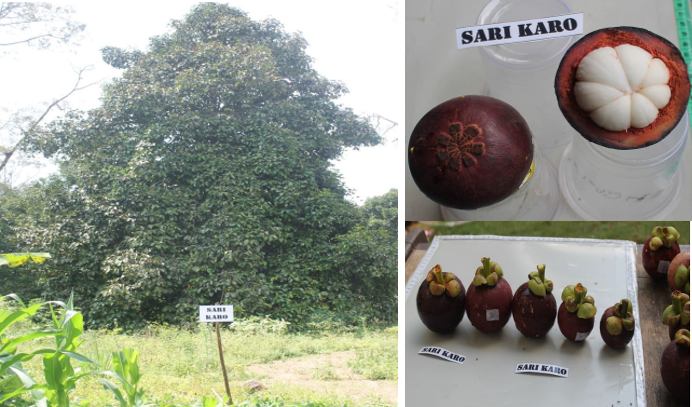 Manggis-Sari-Karo.jpg