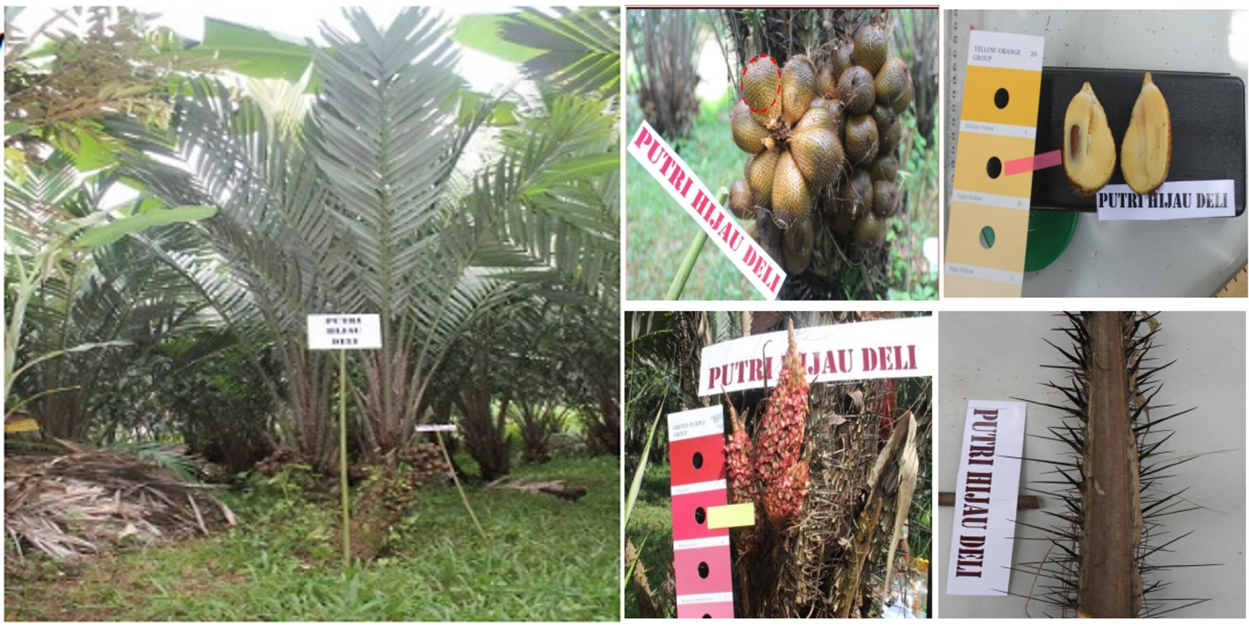 Salak-Putri-Hijau-Deli-scaled.jpg