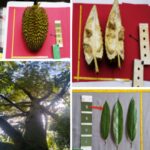 Durian Kuskusan