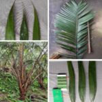 Salak Muani