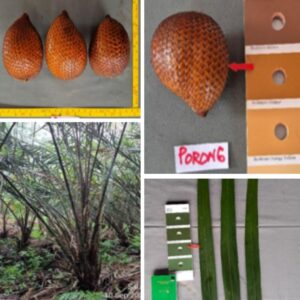 Salak Porong