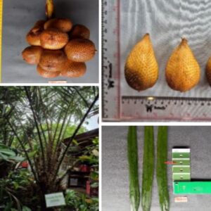 Salak Toris